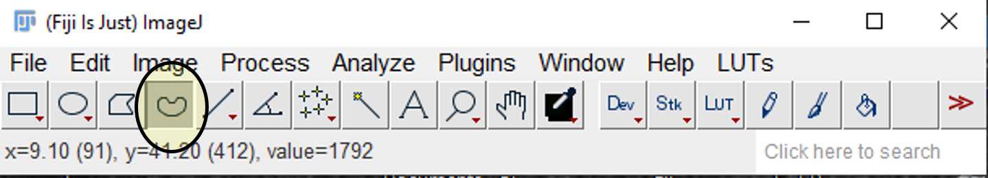 The freehand selection tool The freehand selection tool