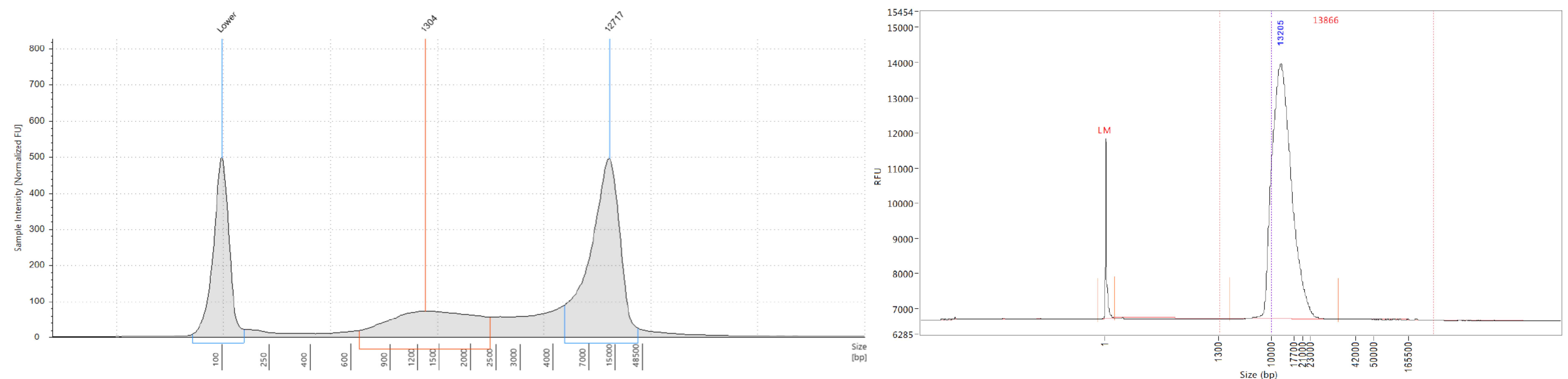 Figure 4 - Example of a genomic DNA library BluePippin size-selection at 8 kb using a BLF7510 cassette, visualized before and after size-selection on a Genomic DNA ScreenTape and FEMTO Pulse Genomic DNA 165 kb assay, respectively. Figure 4 - Example of a genomic DNA library BluePippin size-selection at 8 kb using a BLF7510 cassette, visualized before and after size-selection on a Genomic DNA ScreenTape and FEMTO Pulse Genomic DNA 165 kb assay, respectively.