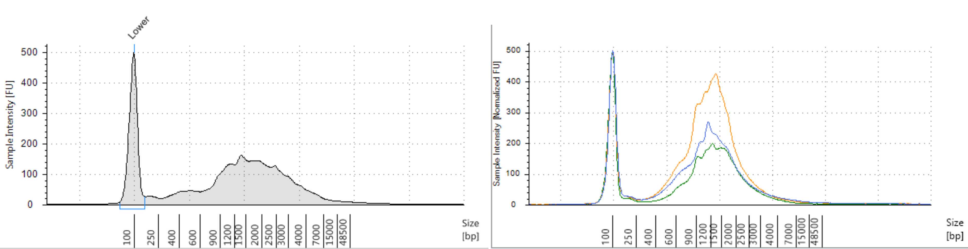 Figure 2 - Examples of successful cDNA libraries analyzed on an Agilent TapeStation D5000 assay, showing approximately bell-shaped distributions with a mean 1-1.5 kb size. Figure 2 - Examples of successful cDNA libraries analyzed on an Agilent TapeStation D5000 assay, showing approximately bell-shaped distributions with a mean 1-1.5 kb size.