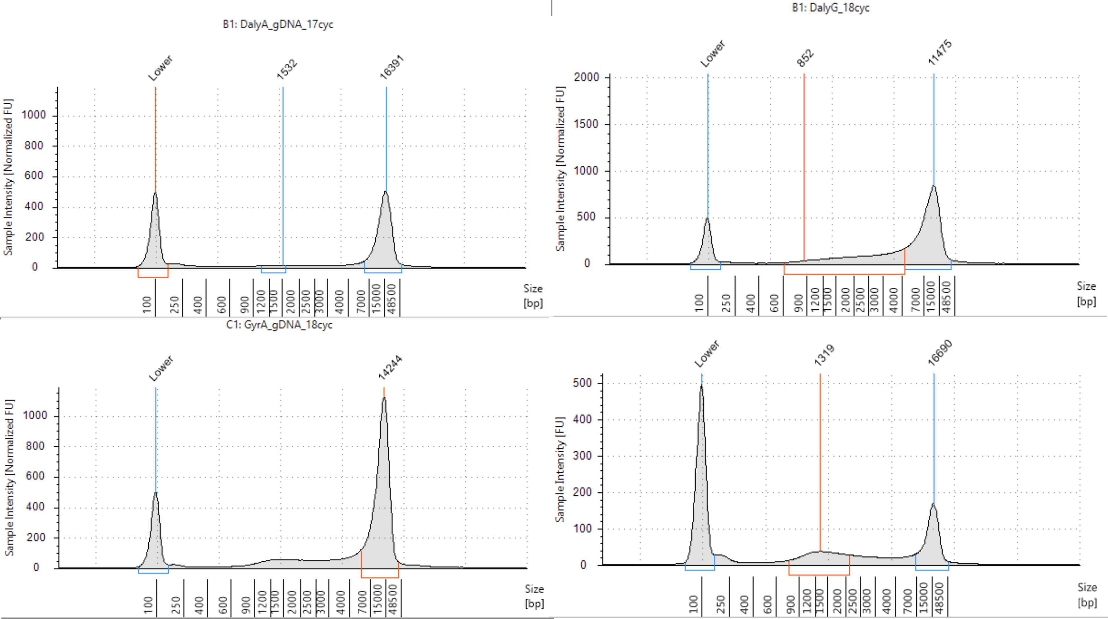 Figure 3 - Example fragment size distributions of successfully amplified genomic DNA libraries, visualized on an Agilent TapeStation Genomic DNA Screen Tape assay. Figure 3 - Example fragment size distributions of successfully amplified genomic DNA libraries, visualized on an Agilent TapeStation Genomic DNA Screen Tape assay.