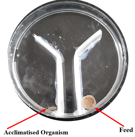 Y-Maze containing P.hawaiensis and feed Y-Maze containing P.hawaiensis and feed