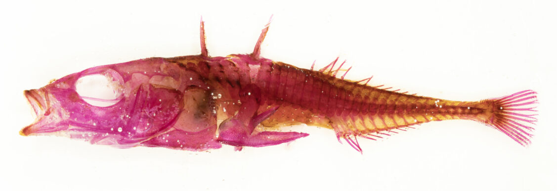 Example of Gasterosteus aculeatus specimen cleared following this protocol (excluding step 4). Example of Gasterosteus aculeatus specimen cleared following this protocol (excluding step 4).