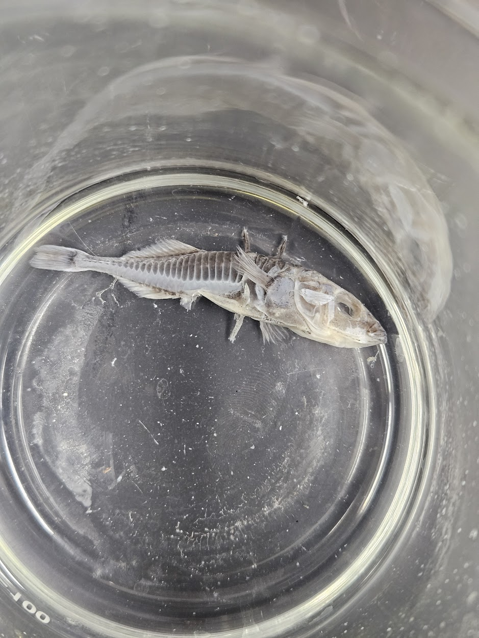 Threespine Stickleback after processing in trypsin solution for two weeks. Threespine Stickleback after processing in trypsin solution for two weeks.