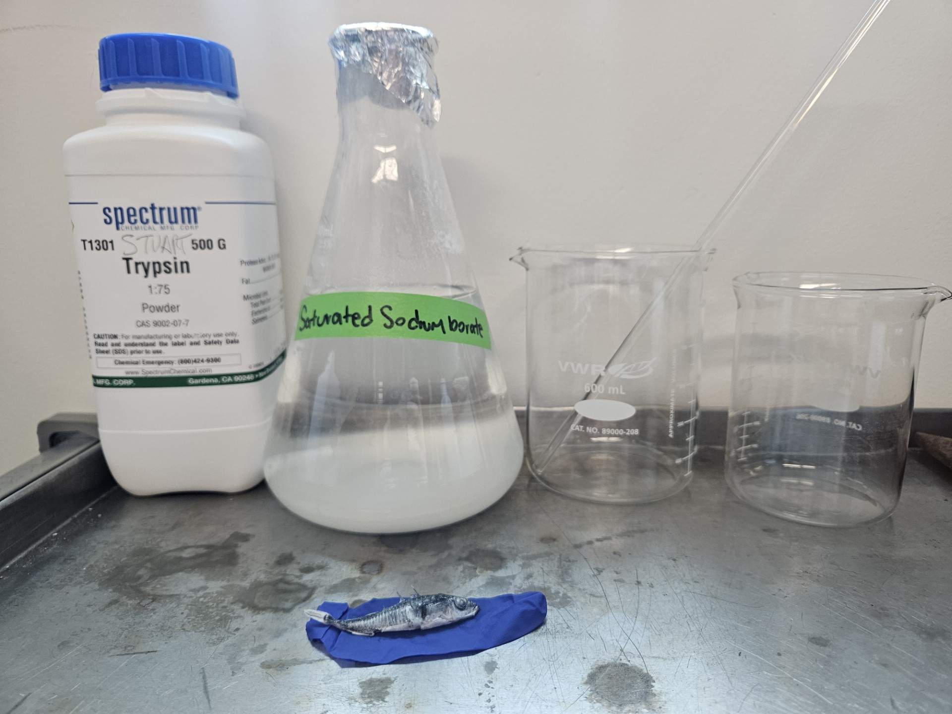 Materials required for the enzyme bleaching process; including saturated sodium borate, ddH2O, 400 mL glass beaker for mixing, glass stir rod, sample container, Trypsin powder, and specimen. Materials required for the enzyme bleaching process; including saturated sodium borate, ddH2O, 400 mL glass beaker for mixing, glass stir rod, sample container, Trypsin powder, and specimen.
