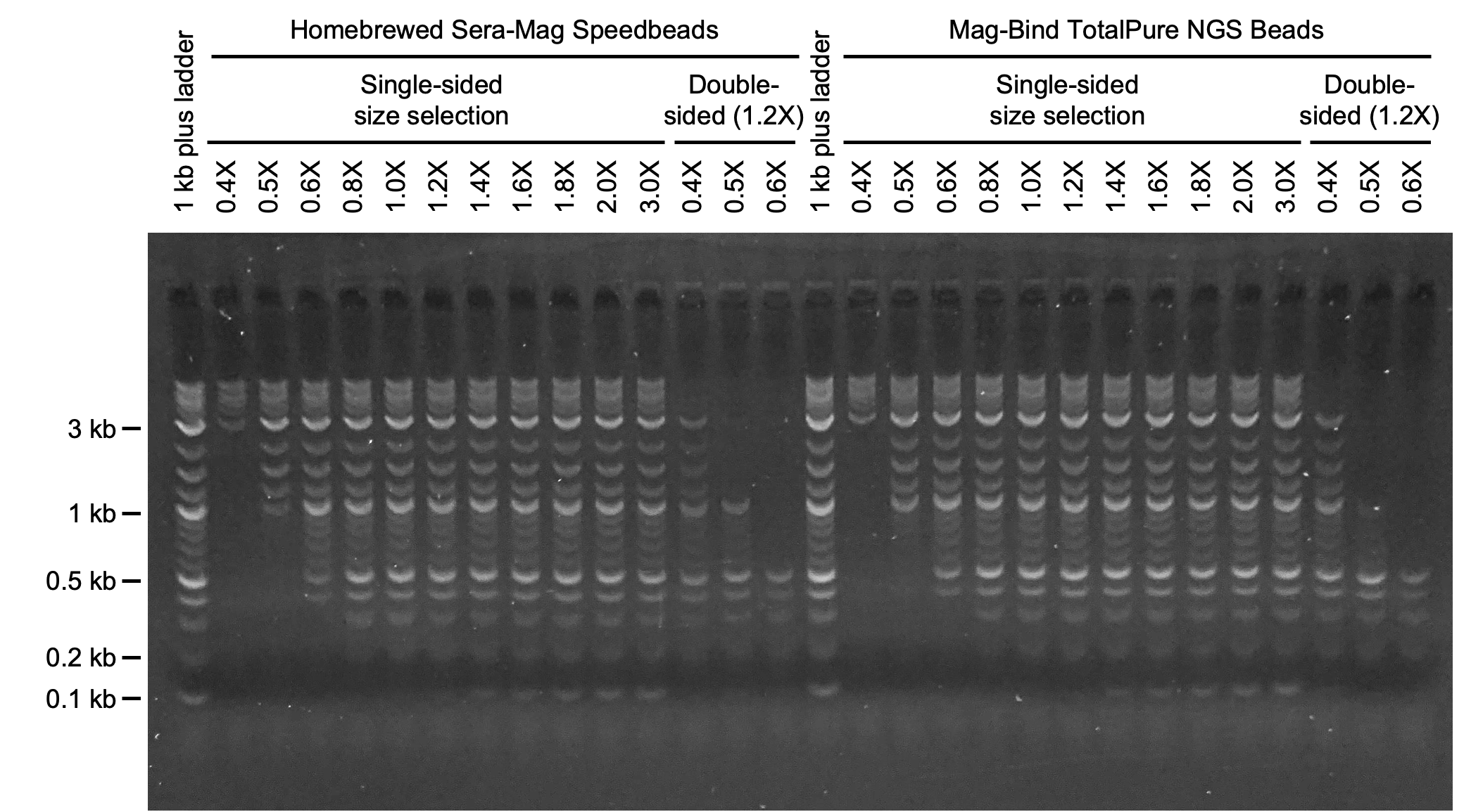 Representative results of speed validation. An equal mass DNA ladder (Quick-load purple 1 kb plus DNA ladder) was purified using different ratios of Homebrewed Sera-Mag Speedbeads or commercial Mag-Bind TotalPure NGS Beads. Purification was performed as described in the general method for speedbead purification. Although not described in this protocol, speedbeads can be used for double-sided size selection. Representative results of speed validation. An equal mass DNA ladder (Quick-load purple 1 kb plus DNA ladder) was purified using different ratios of Homebrewed Sera-Mag Speedbeads or commercial Mag-Bind TotalPure NGS Beads. Purification was performed as described in the general method for speedbead purification. Although not described in this protocol, speedbeads can be used for double-sided size selection.