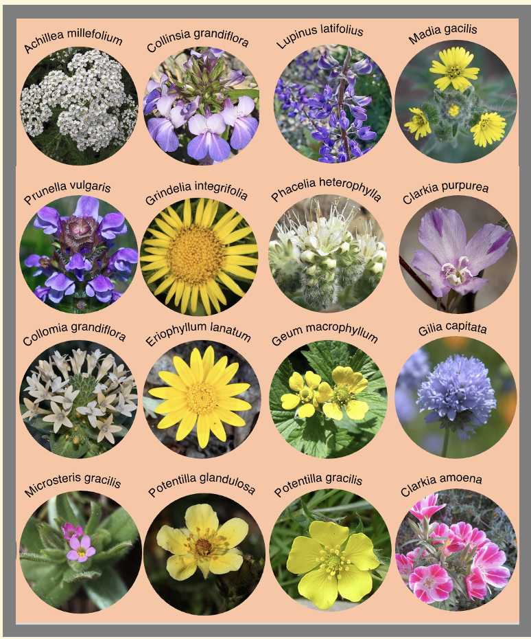 Figure 4: 16 species that are included in all of the burn piles, each mix contains a subset of 8 species Figure 4: 16 species that are included in all of the burn piles, each mix contains a subset of 8 species