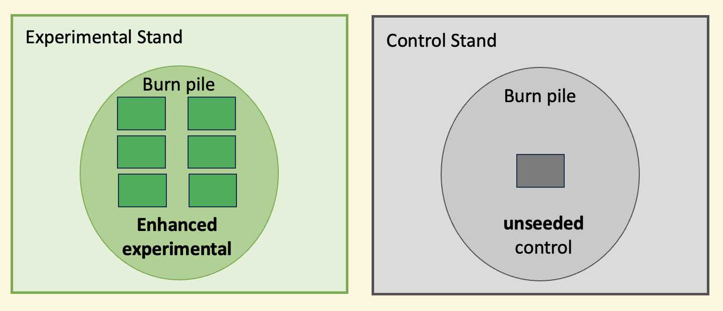 Figure 3: Burn pile experimental set ups. Six seeded plots in an enhanced stand, one unseen plot in the control stands. Figure 3: Burn pile experimental set ups. Six seeded plots in an enhanced stand, one unseen plot in the control stands.