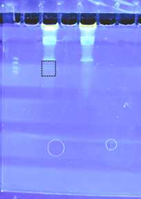 Example gel photo: dotted line shows where to cut slice. Example gel photo: dotted line shows where to cut slice.
