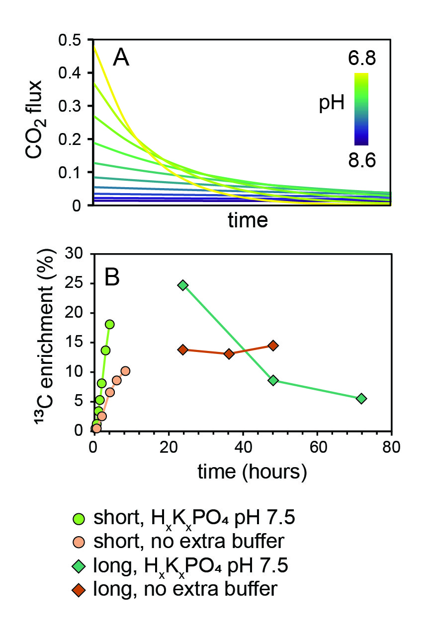 Figure 3. Label release from the bubbler solution can be modulated by pH. A. Model describing the flux of CO2 released from the bubbler solution when buffered at different pH values, presented as the fraction of initial DIC leaving the solution over time. At lower pH values, the DIC leaves the solution more rapidly. B. Data from four separate experiments illustrating the biomass 13C enrichment of C. reinhardtii cultures over time, with bubblers buffered with 10x excess HxKxPO4 at pH 7.5 (green) vs no additional buffer (orange), examined over long (diamonds) or short (circles) timecourses. At pH 7.5, the equilibrium DIC concentration is >10x lower than the DIC added to the bottle as H13CO3-, so most of the label leaves the solution rapidly. This results in rapid labelling of biomass but also rapid depletion of label from the system. Without a separate buffer, DIC leaving the system drives the pH up to the pH at which the DIC concentration in the solution is at equilibrium with the air, and then exchanges with the air at a steady-state rate. This results in a longer-lived signal of label in biomass. Figure 3. Label release from the bubbler solution can be modulated by pH. A. Model describing the flux of CO2 released from the bubbler solution when buffered at different pH values, presented as the fraction of initial DIC leaving the solution over time. At lower pH values, the DIC leaves the solution more rapidly. B. Data from four separate experiments illustrating the biomass 13C enrichment of C. reinhardtii cultures over time, with bubblers buffered with 10x excess HxKxPO4 at pH 7.5 (green) vs no additional buffer (orange), examined over long (diamonds) or short (circles) timecourses. At pH 7.5, the equilibrium DIC concentration is >10x lower than the DIC added to the bottle as H13CO3-, so most of the label leaves the solution rapidly. This results in rapid labelling of biomass but also rapid depletion of label from the system. Without a separate buffer, DIC leaving the system drives the pH up to the pH at which the DIC concentration in the solution is at equilibrium with the air, and then exchanges with the air at a steady-state rate. This results in a longer-lived signal of label in biomass.
