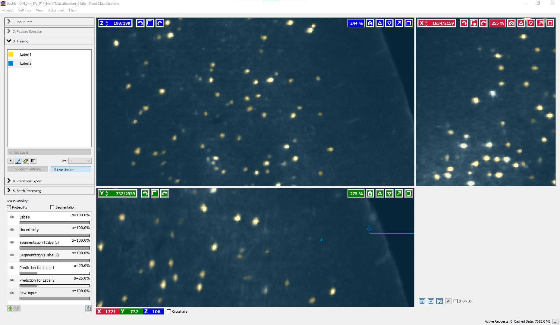 Training finished. Note the cell in the center of the XZ projection is predicted to be background. However, scrolling through the XZ projection will reveal that the following plane is segmented as a cell. Therefore, no action is needed. Training finished. Note the cell in the center of the XZ projection is predicted to be background. However, scrolling through the XZ projection will reveal that the following plane is segmented as a cell. Therefore, no action is needed.