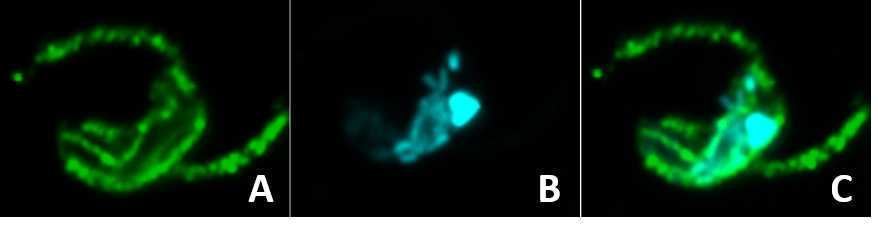 Figure 1: Confocal image of a single fixedBodo saltans stained with beta-tubulin antibody (clone KMX-1, gift from Dr. Jack Sunter (Oxford Brooks) and Prof. Keith Gull (Oxford University)). A) Beta-tubulin. B) DNA of the same of Bodo cell (nucleus, kinetoplast and intracellular bacteria) stained with Hoechst 33342 . C) Overlay of the two channels. Figure 1: Confocal image of a single fixedBodo saltans stained with beta-tubulin antibody (clone KMX-1, gift from Dr. Jack Sunter (Oxford Brooks) and Prof. Keith Gull (Oxford University)). A) Beta-tubulin. B) DNA of the same of Bodo cell (nucleus, kinetoplast and intracellular bacteria) stained with Hoechst 33342 . C) Overlay of the two channels.