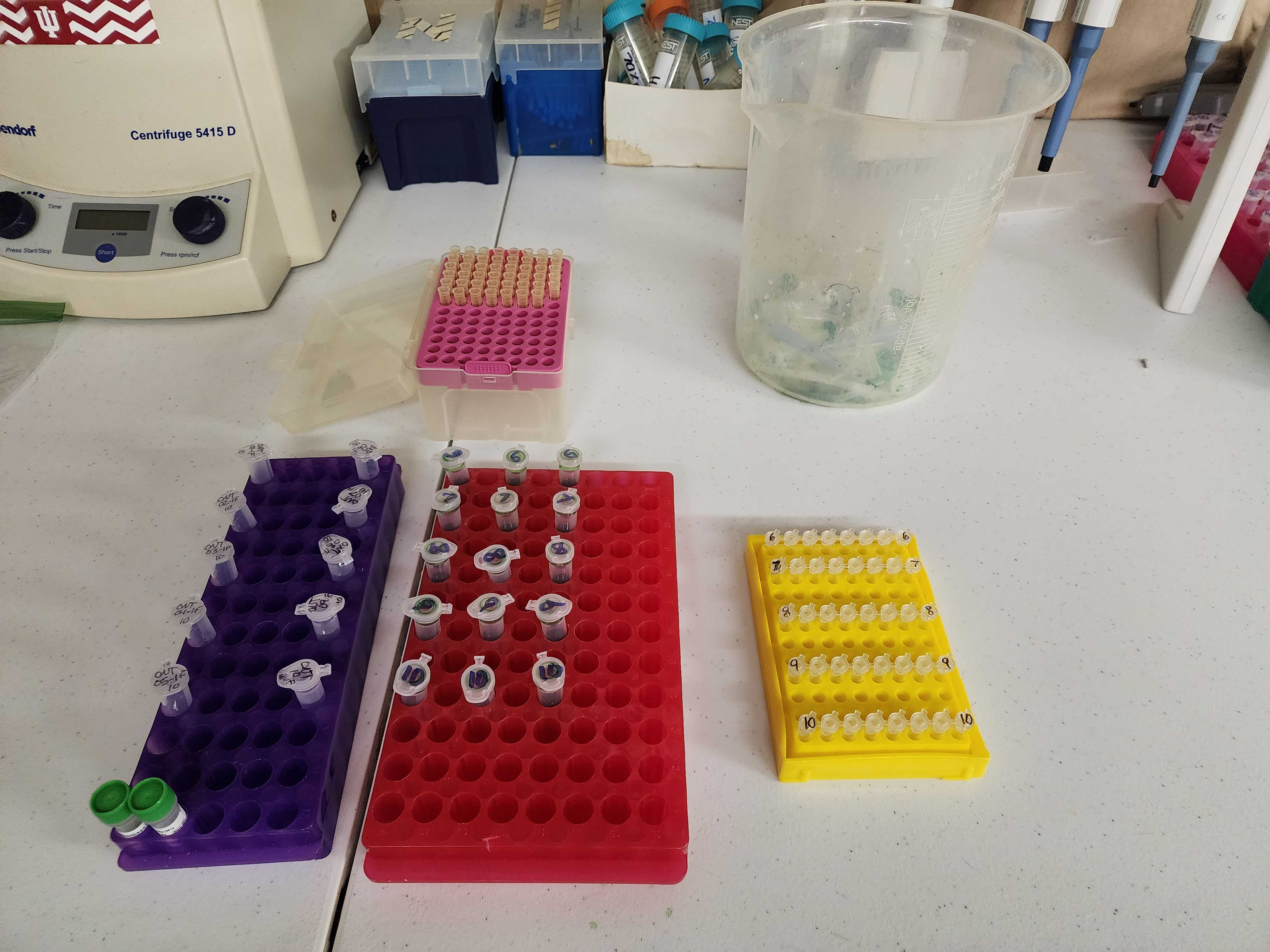 Primers and master mix on blue. Get transferred to 1.5 MMF tubes on red. Finally into 8-stips for each primer on yellow. Primers and master mix on blue. Get transferred to 1.5 MMF tubes on red. Finally into 8-stips for each primer on yellow.